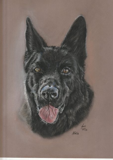 Schwarzer Schäferhund