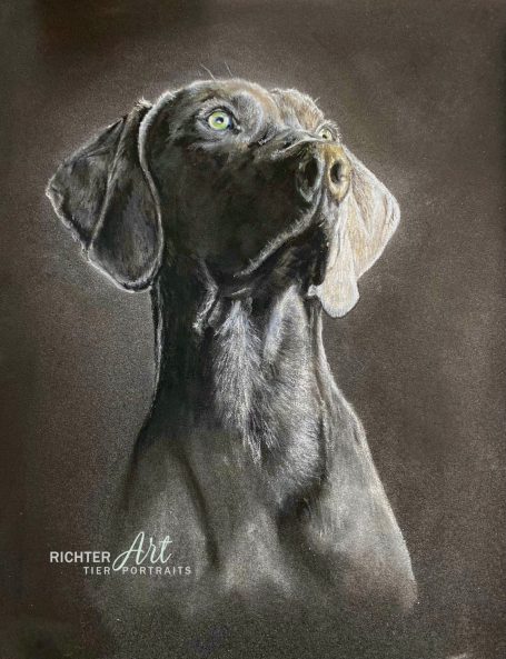 Hund Weimaraner