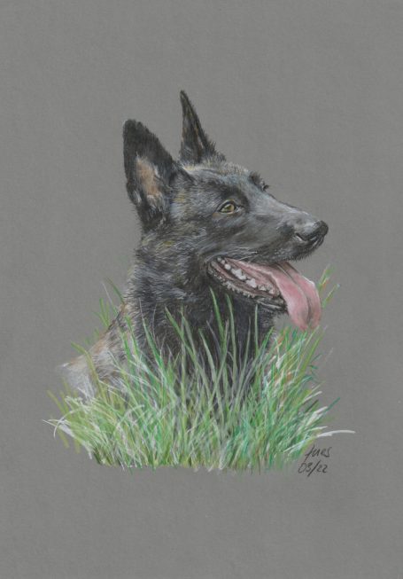 Chayenne Herder