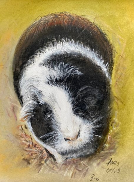 Meerschweinchen