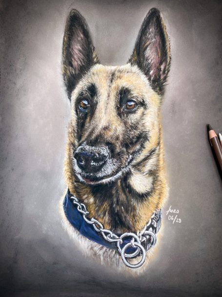 Malinois