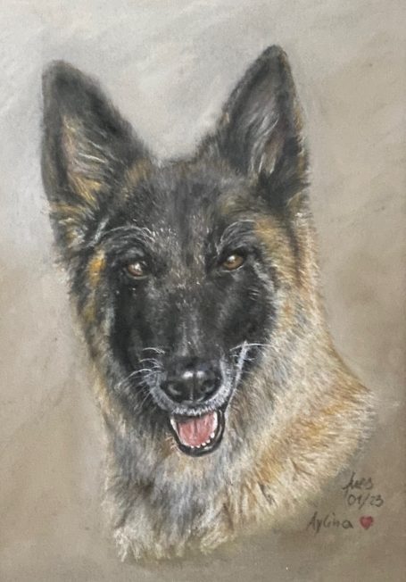 Hundeportrait Tervueren