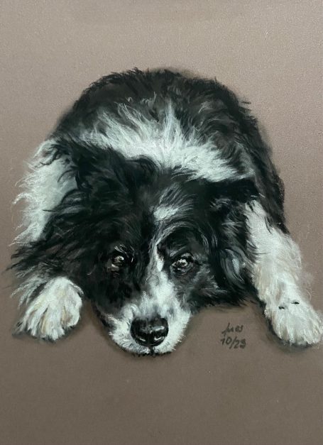 Bordercollie Pastell