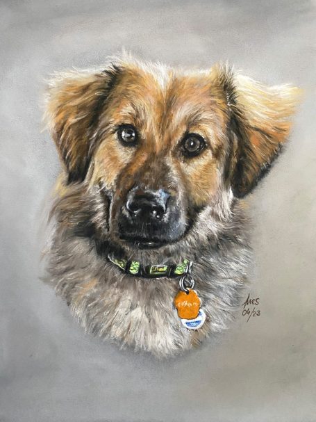 Hundeportrait