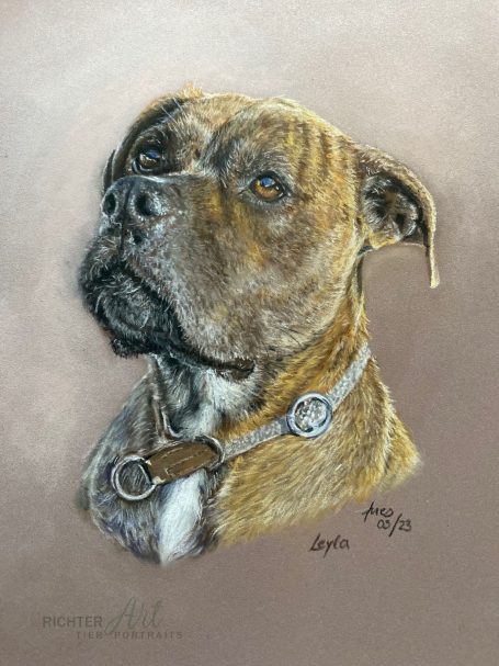 Hundeportrait Boxer