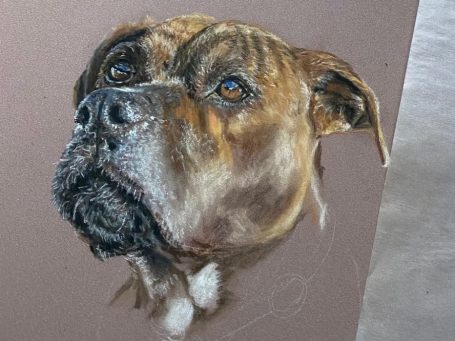 Boxer Hund Buntstiftzeichnung