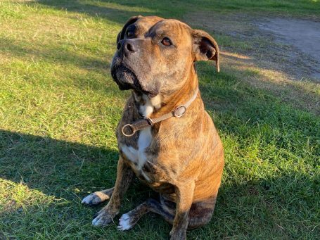 Boxer Hund Foto