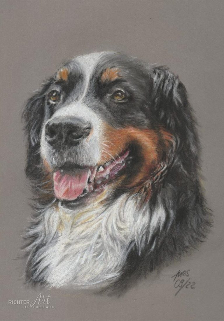 Hund Berner Sennenhund