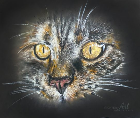 Katze Portrait Pastell