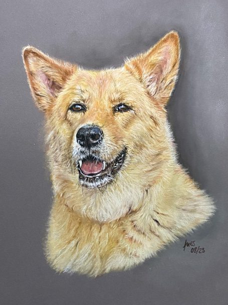 Hundeportrait