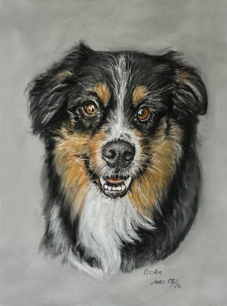 Australian Sheperd