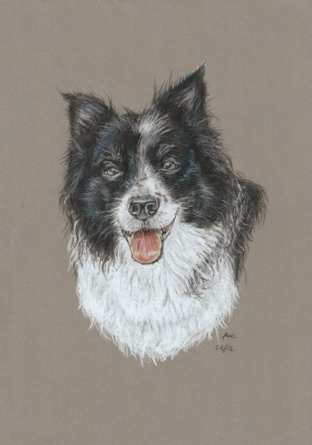 Buntstiftzeichnung Bordercollie