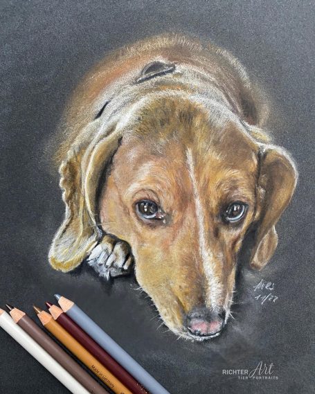 Hundeportrait