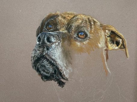 Boxer Hund Buntstiftzeichnung