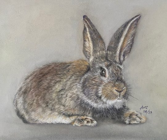 Hase Portrait