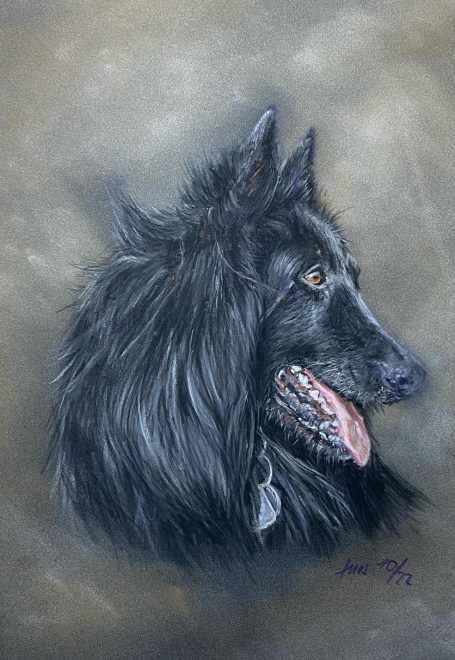 Hundeportrait Groenendael